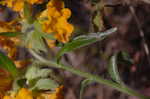 Hoary puccoon